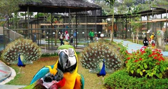 Palembang Bird Park